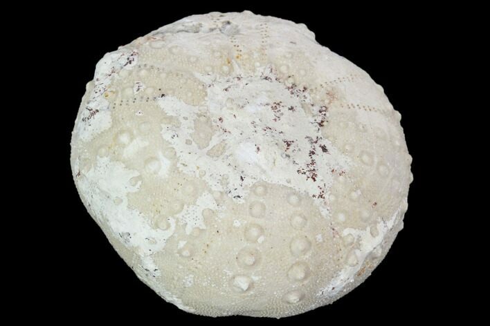 Fossil Sea Urchin (Heterodiadema) - Morocco #104489